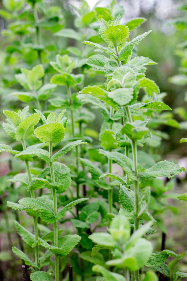 Mięta kosmata Mojito