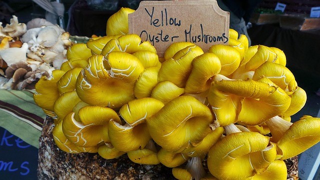 Boczniak cytrynowy